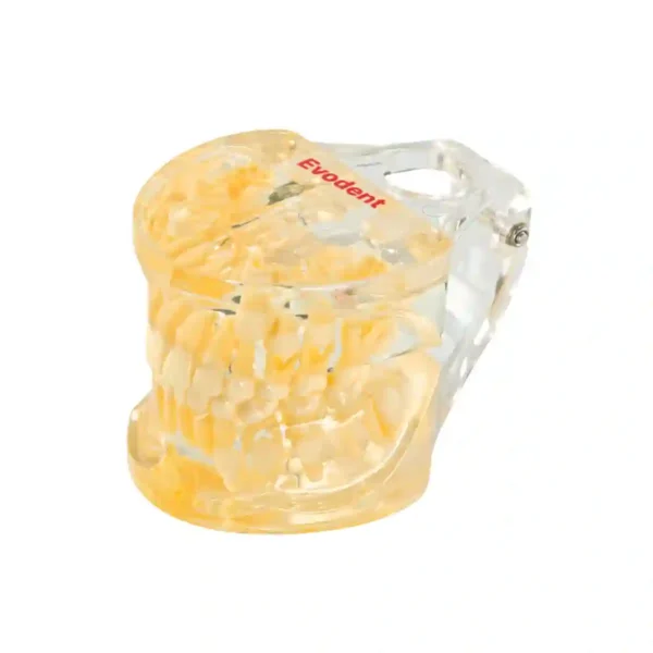 Evodent Pedodontic Model for 9 Years Child Late Mixed Dentition