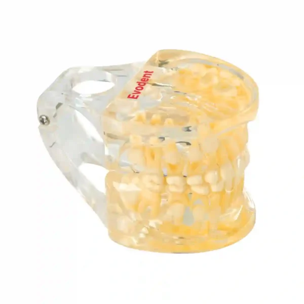 Evodent Pedodontic Model for 9 Years Child Late Mixed Dentition