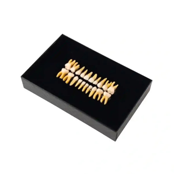 Evodent Pedodontic Teeth Set with Full Root for Orthodontic Practice and Training