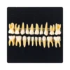 Evodent Pedodontic Teeth Set With Full Root For Orthodontic Practice And Training
