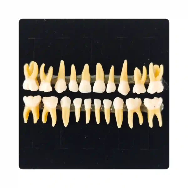 Evodent Pedodontic Teeth Set with Full Root for Orthodontic Practice and Training