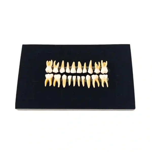 Evodent Pedodontic Teeth Set with Full Root for Orthodontic Practice and Training