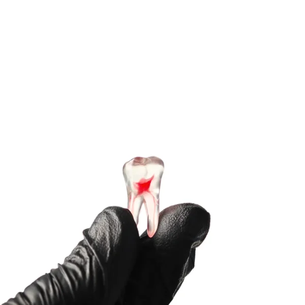 Evodent Realistic Teeth For Cavity Cutting, Pack of 4