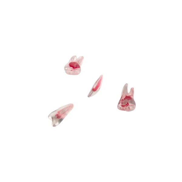 Evodent Realistic Teeth For Cavity Cutting, Pack of 4