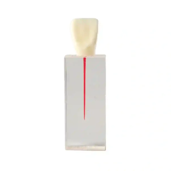 Evodent Dental Canal for Root Canal Training
