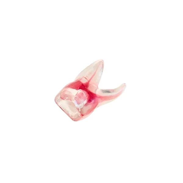 Evodent Tooth with Pulp Chamber and Cavity Filling, Molar Pack of 1
