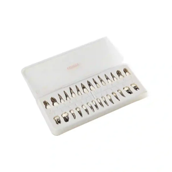 Evodent Typodont Teeth with Metal Root and Tooth Color Crown