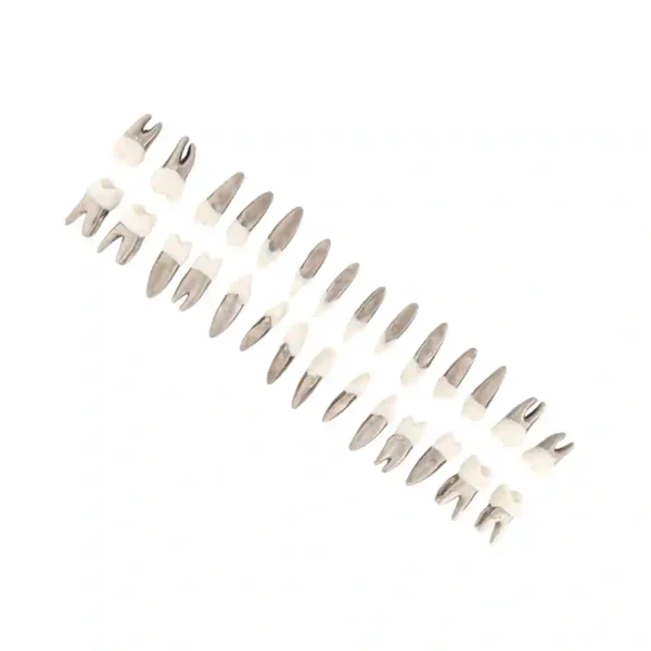 Evodent Typodont Teeth with Metal Root and Tooth Color Crown