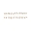 Evodent Typodont Teeth With Metal Root And Tooth Color Crown