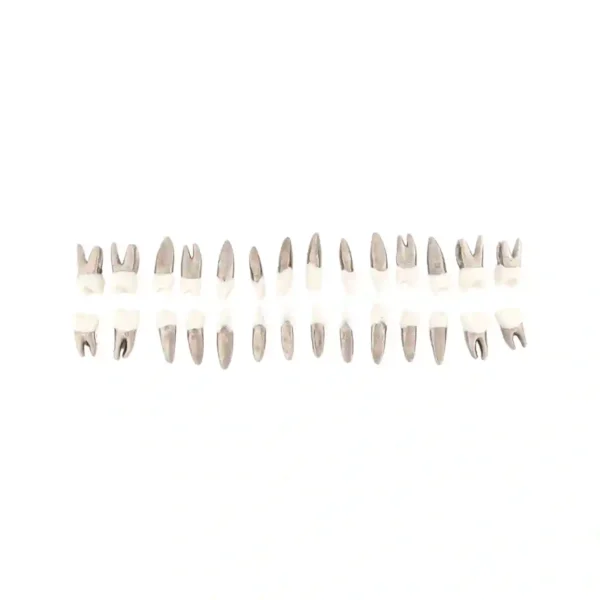 Evodent Typodont Teeth with Metal Root and Tooth Color Crown