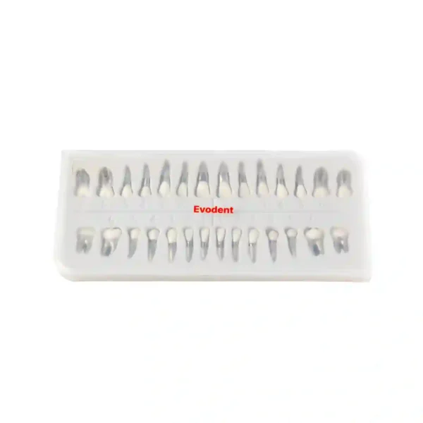 Evodent Typodont Teeth with Metal Root and Tooth Color Crown