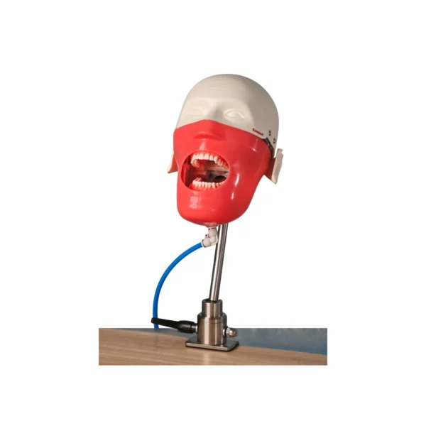 Evodent Magnetic Phantom Head