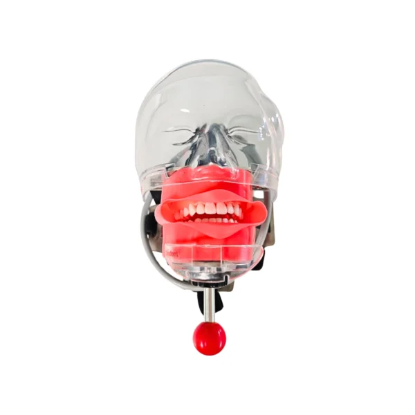 Evodent Headrest Mount Phantom Head