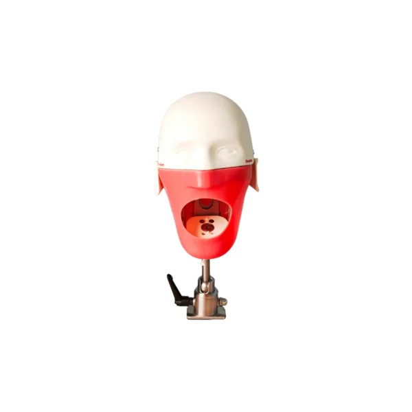 Evodent Magnetic Phantom Head