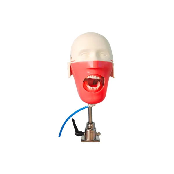 Evodent Magnetic Phantom Head