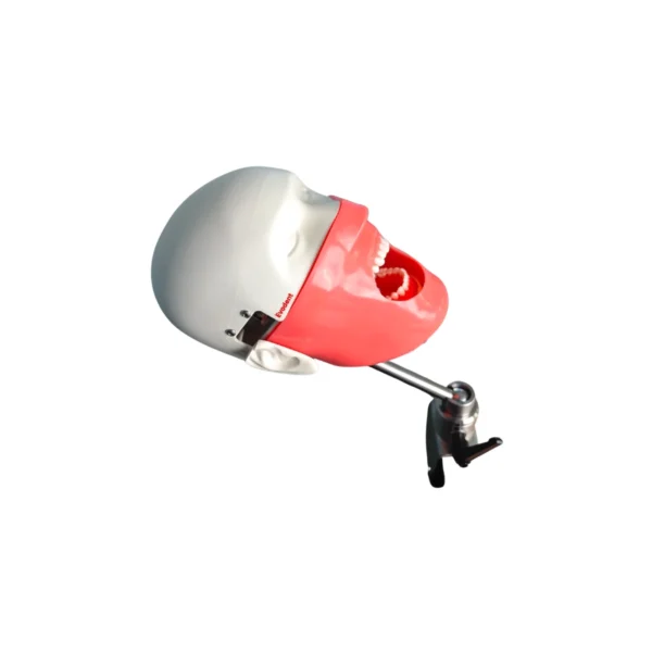Evodent Magnetic Phantom Head