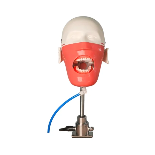 Evodent Magnetic Phantom Head