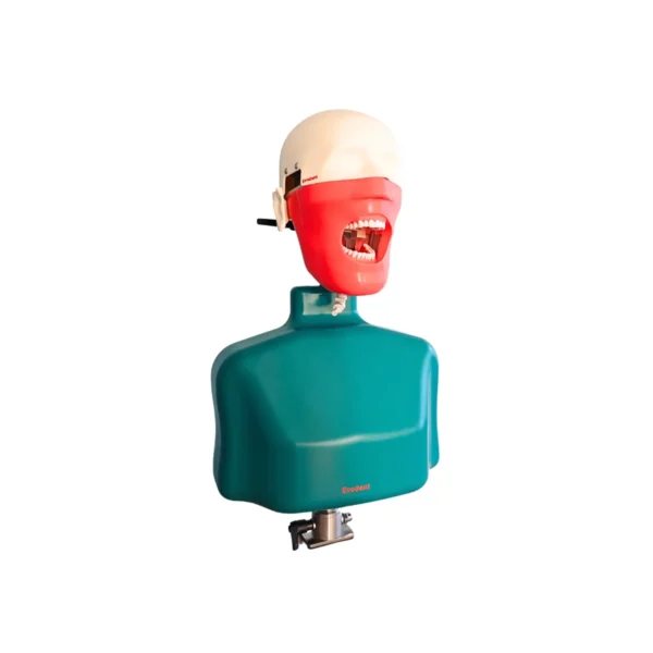 Evodent Phantom Head with Torso Attachment