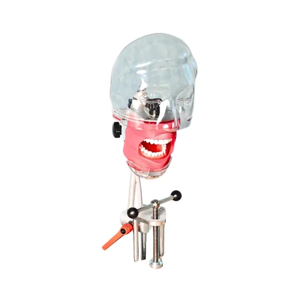 Evodent Magnetic Phantom Head