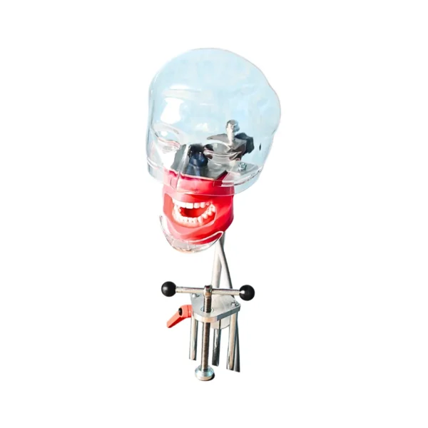 Evodent Magnetic Phantom Head