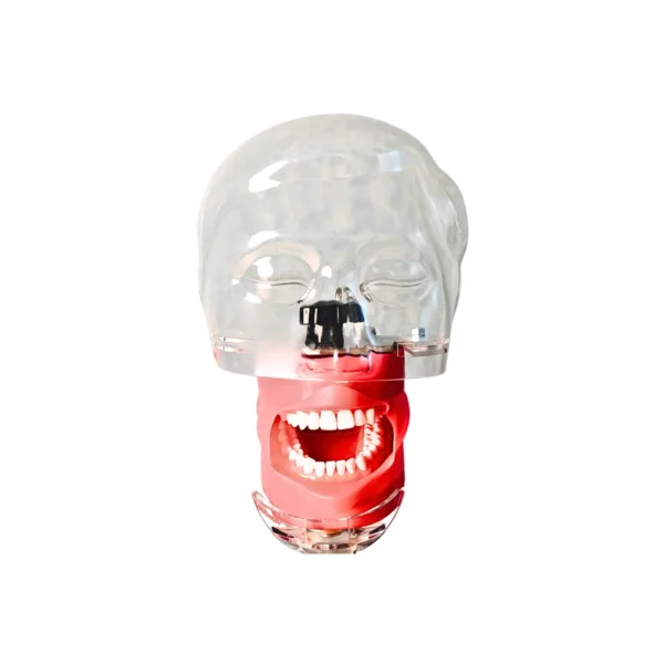 Evodent Magnetic Phantom Head