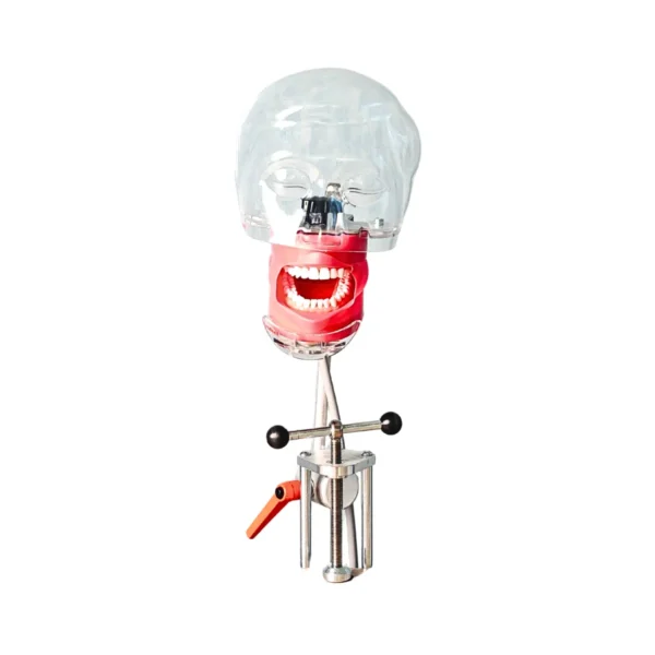 Evodent Magnetic Phantom Head