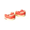 Evodent Partially Edentulous Implant Practice Model
