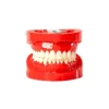 Evodent 200 Core Hg, Typodont Conservative Dentistry Root Canal Training