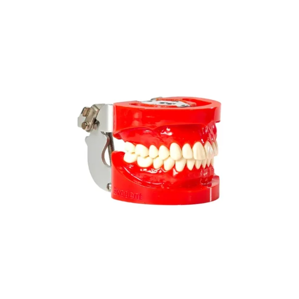 Evodent 200 CORE HG, Typodont Conservative Dentistry Root Canal Training