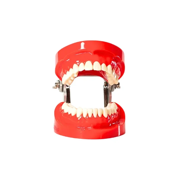 Evodent 200 CORE HG, Typodont Conservative Dentistry Root Canal Training
