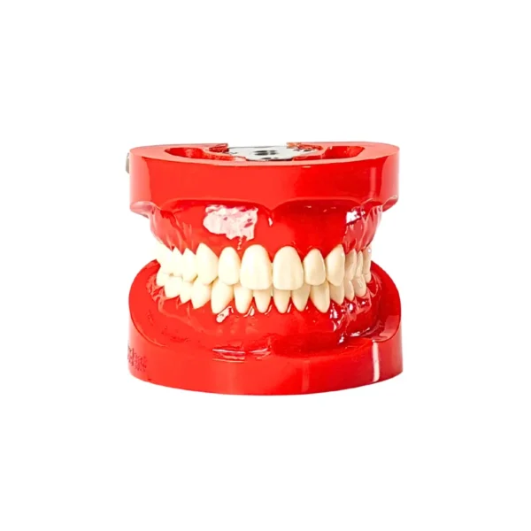 Evodent 200 CORE HG, Typodont Conservative Dentistry Root Canal Training