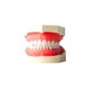 Evodent 200 Core Sg, Typodont Conservative Dentistry Root Canal Training