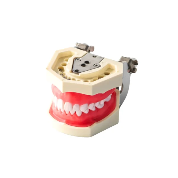 Evodent 200 CORE SG, Typodont Conservative Dentistry Root Canal Training