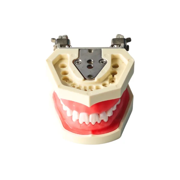 Evodent 200 CORE SG, Typodont Conservative Dentistry Root Canal Training