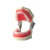 Evodent 200 Core Sg, Typodont Conservative Dentistry Root Canal Training
