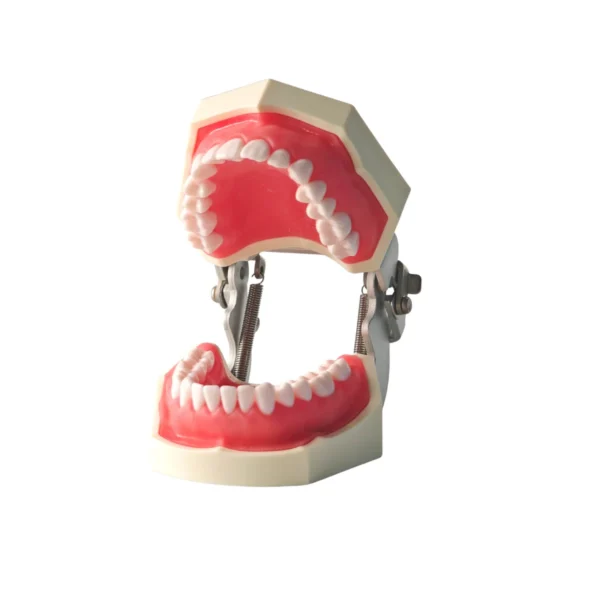 Evodent 200 CORE SG, Typodont Conservative Dentistry Root Canal Training