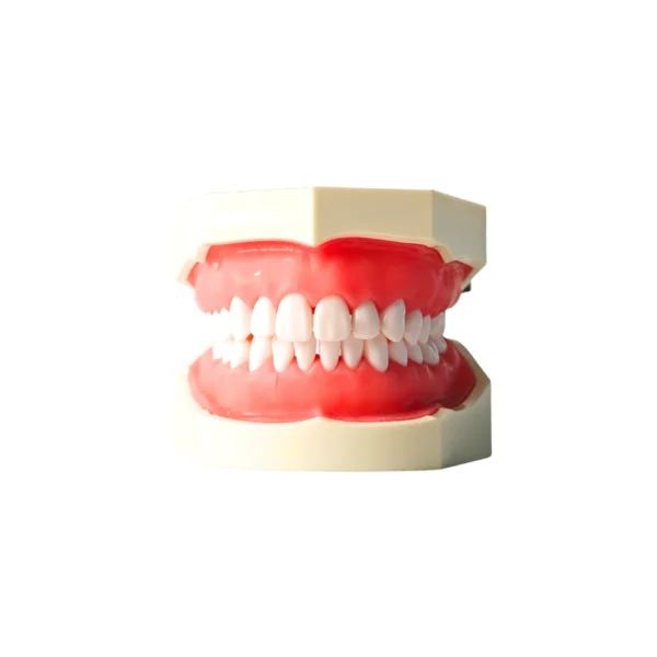 Evodent 200 CORE SG, Typodont Conservative Dentistry Root Canal Training