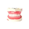 Evodent 200 Core Sg Tn, Typodont Model With Tooth Number For Consevative Dentistry Root Canal Training