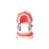 Evodent 200 Core Sg Tn, Typodont Model With Tooth Number For Consevative Dentistry Root Canal Training