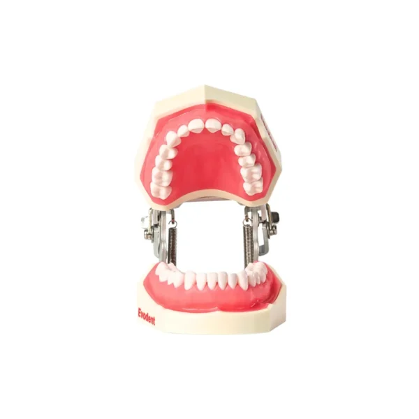 Evodent 200 CORE SG TN, Typodont Model with Tooth Number for Consevative Dentistry Root Canal Training