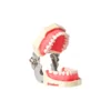 Evodent 200 Core Sg Tn, Typodont Model With Tooth Number For Consevative Dentistry Root Canal Training