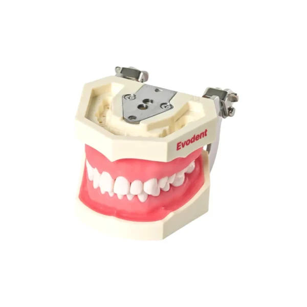 Evodent 200 CORE SG TN, Typodont Model with Tooth Number for Consevative Dentistry Root Canal Training