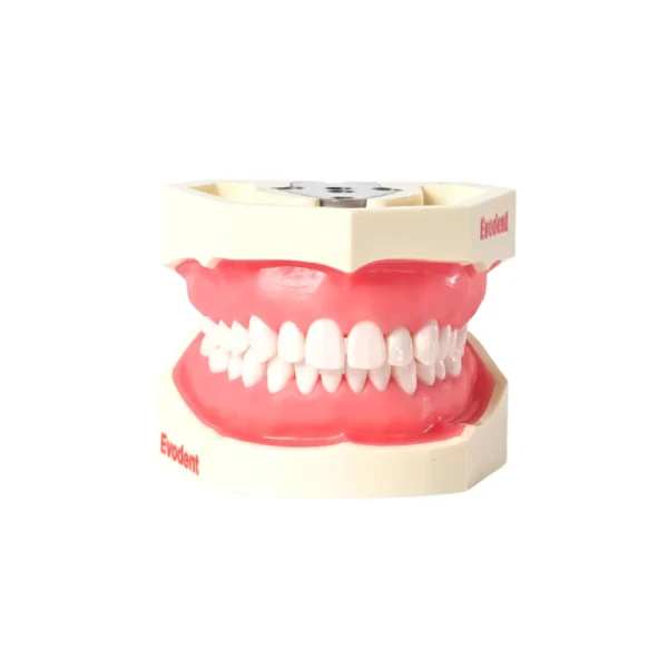 Evodent 200 CORE SG TN, Typodont Model with Tooth Number for Consevative Dentistry Root Canal Training