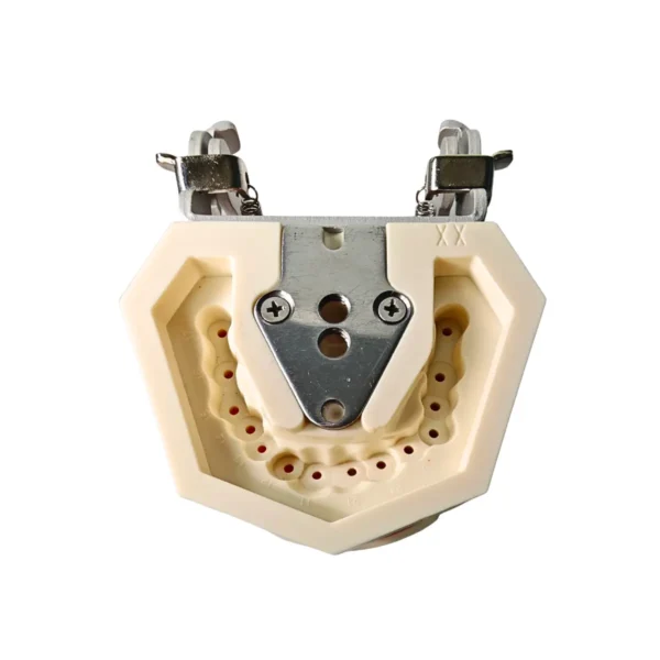 Evodent 200 CORE SG, Typodont Conservative Dentistry Root Canal Training