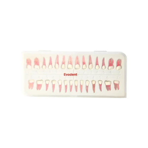 Evodent Atlas Root Canal Replacement Teeth