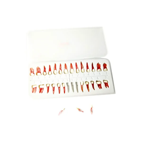 Evodent Atlas Root Canal Replacement Teeth