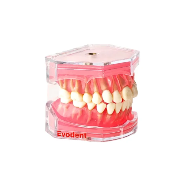 Evodent Atlas, Typodont Dental Model for Extraction Root Canal Training