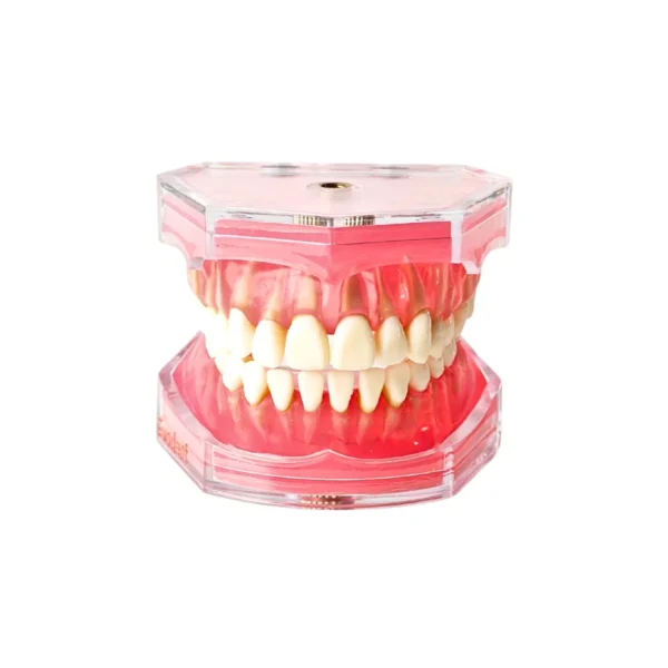 Evodent Atlas, Typodont Dental Model for Extraction Root Canal Training