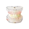 Evodent Atlas, Typodont Dental Model For Extraction Root Canal Training