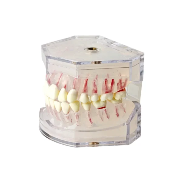 Evodent Atlas, Typodont Dental Model for Extraction Root Canal Training